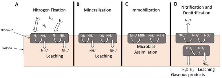 Biological soil crusts (biocrusts) mediate nitrogen (N) cycling in agricultural systems. (A) Specialized microorganisms in biocrusts can complete nitrogen fixation, converting dinitrogen gas (N2) in the atmosphere to plant available N (NH4+). This N can be leached from the biocrust. (B) Generalized groups of microorganisms complete mineralization— the conversion of organic nitrogen (ON) to plant-available NH4+. (C) Biocrusts may immobilize N as microorganisms retain more N than is released from the crust. (D) During nitrification, NH4+ is converted to nitrite (NO2-)/nitrate (NO3-), and N can be lost as NO3- or nitrous oxide (N2O). Nitrogen can also be lost from biocrusts as gases (N2O and N2) during denitrification.