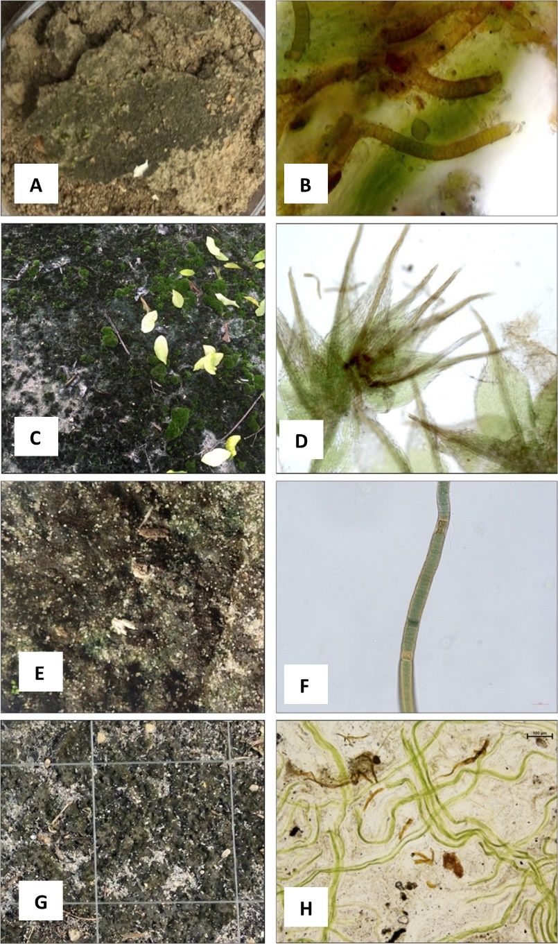 Biocrusts (A, C, E, and G) and biocrust organisms including cyanobacteria (B and F), moss (D), and algae (H) in apple (A and B), citrus (C–F), and grape (G and H) agroecosystems. 