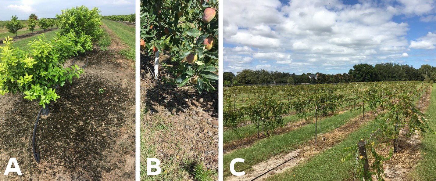 (A) Dark biocrust visible at the base of a citrus tree in Florida; (B) Dark biocrusts in an apple agroecosystem in Oregon; and (C) A grape vineyard in Florida, USA where biocrusts were found (see Figure 4G). 