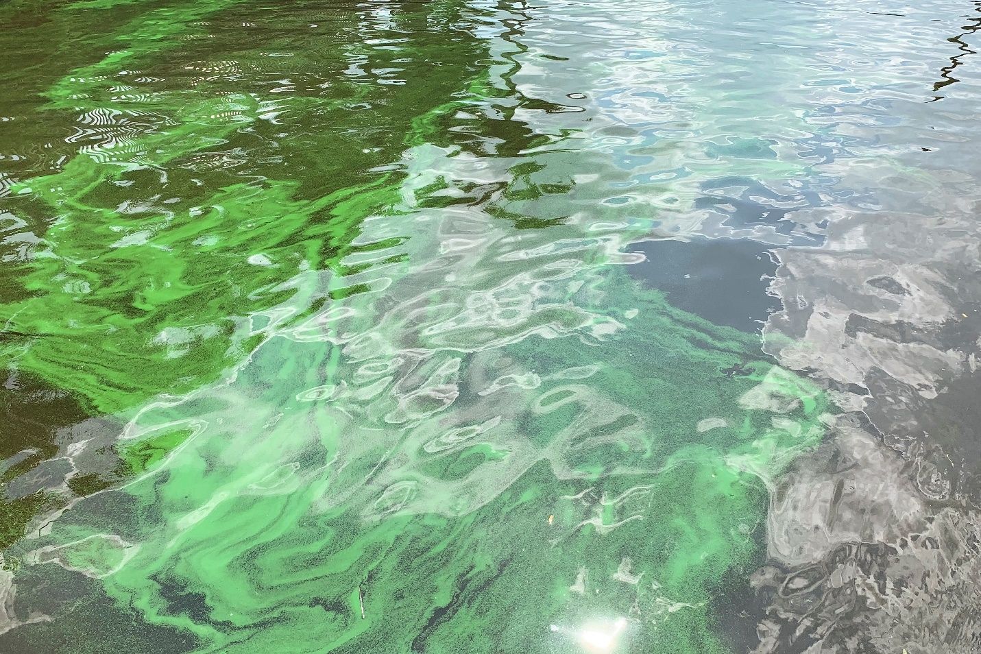 Harmful algal blooms such as this one can develop in our water bodies when excess nutrients from stormwater runoff are carried into the water. 