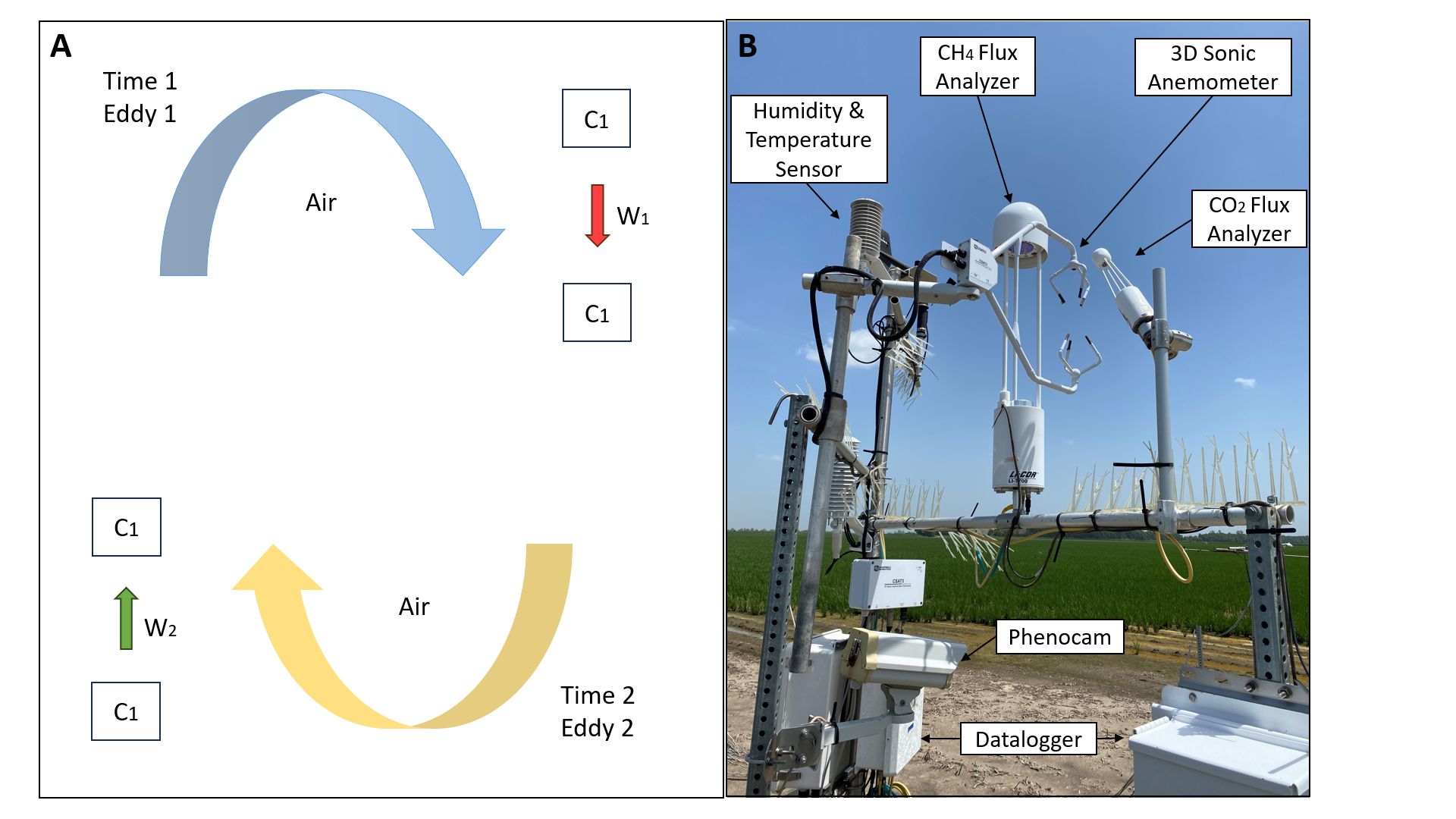(A) Two eddies on the tower showing CO2 with parcel of air C1 moving down at speed W1 and parcel of air C2 moving down at speed W2 (B) Eddy Covariance Flux Tower
