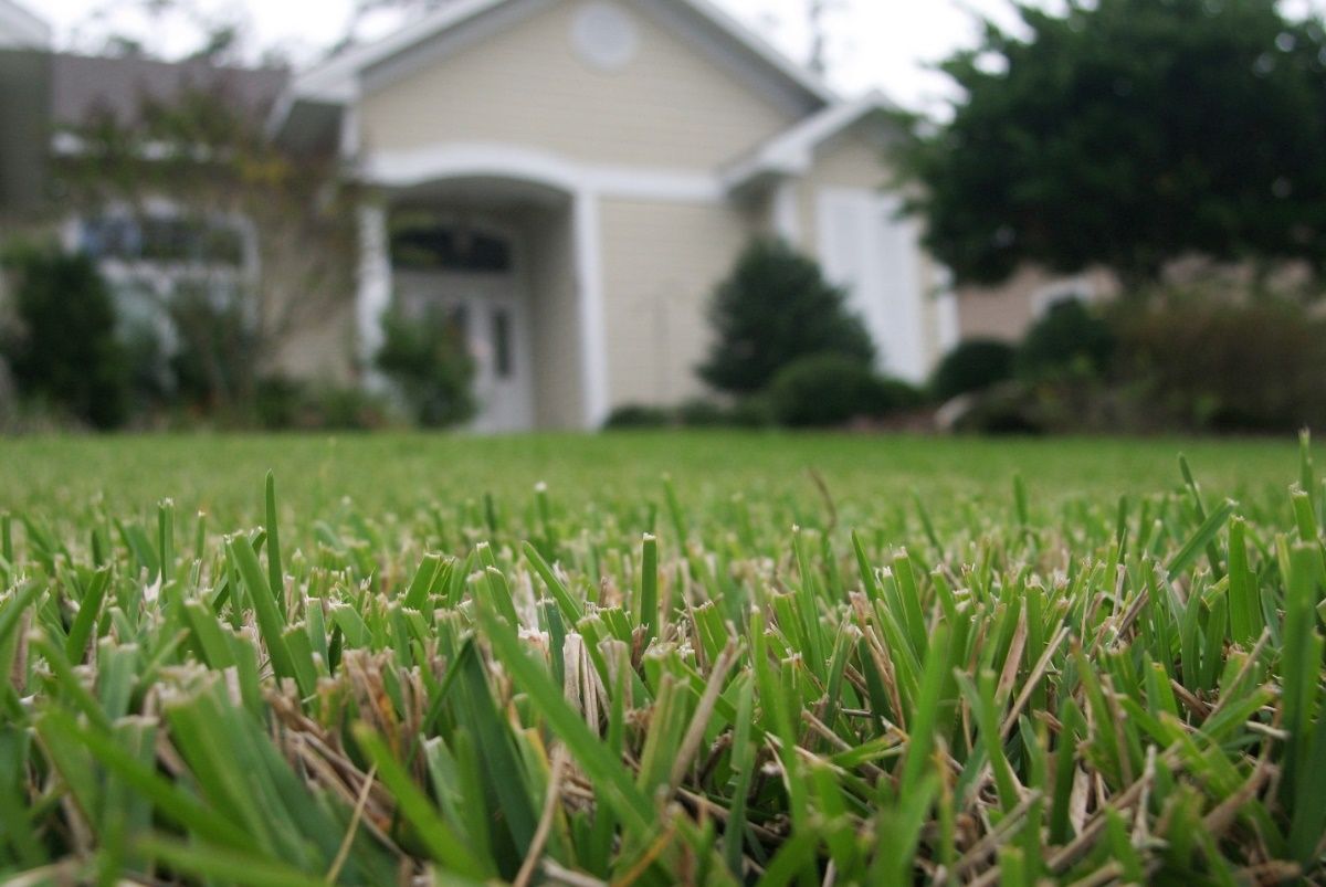 Grass clippings can be kept on the lawn after mowing. This prevents them from moving into the stormwater and allows nutrients to return to the lawn. 