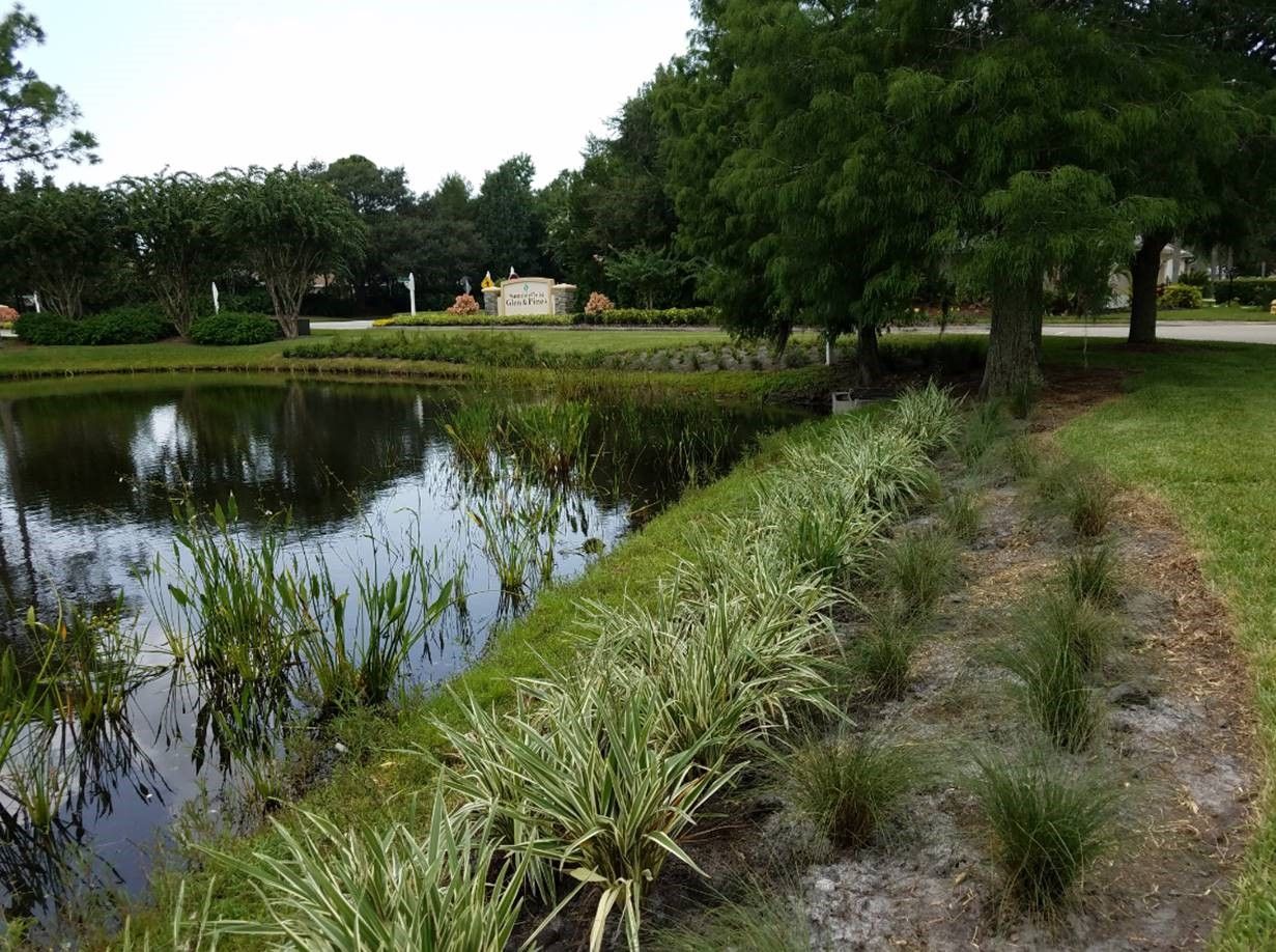 A “no mow” or low maintenance area around community stormwater ponds can protect the ponds from receiving pollutants common in stormwater runoff, such as excess nutrients from yard waste. 