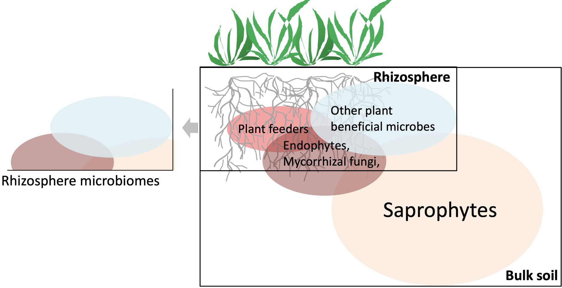 The ecological functions of soil microbes living in the rhizosphere and bulk soil. 