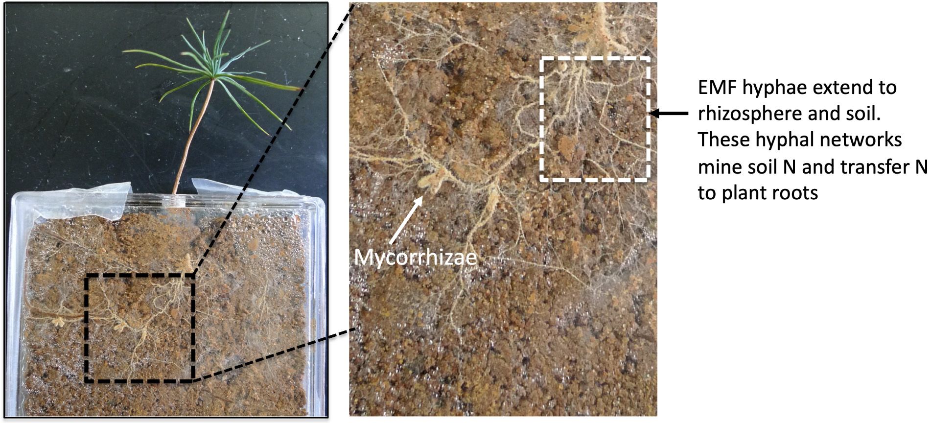 The “thread-like” hyphal networks formed by ectomycorrhizal fungi (EMF). These hyphae extend to the soil and observe the nutrients, allowing these nutrients travel between the plant roots. 