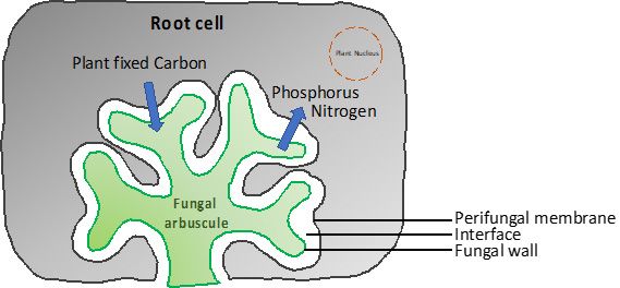 The specific hyphal structures of arbuscular mycorrhizal fungi are enveloped by the plasma membrane (perifungal membrane) of a root cell. This interaction creates a fungi-plant cell interface (apoplastic space) and regulates nutrient exchange. By doing so, arbuscular fungi can provide phosphorus and nitrogen to the host plant cell in exchange for plant-fixed carbon.