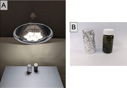 Experimental set-up for Part Three: A) Plants should be incubated in water, with one container wrapped in foil and the other uncovered, under a full spectrum LED grow light for at least 8 hours. B) Ensure plants and water fill up the container completely. (Do not allow any space for air.)