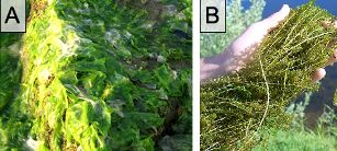 Images of submerged aquatic plants: A) sea lettuce (Ulva lactuca) and B) American waterweed (Elodea canadensis).