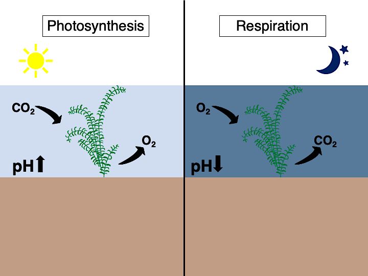 Conceptual diagram comparing the effects of photosynthesis and respiration on CO2 and pH. 