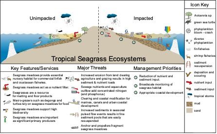 Functions and threats to tropical seagrass ecosystems. 