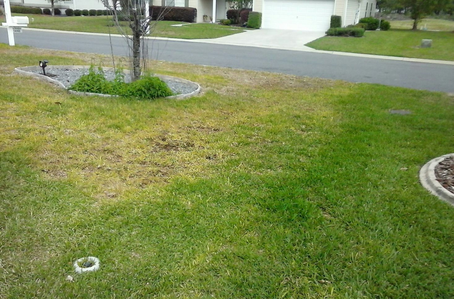 Aboveground symptoms of take-all root rot.