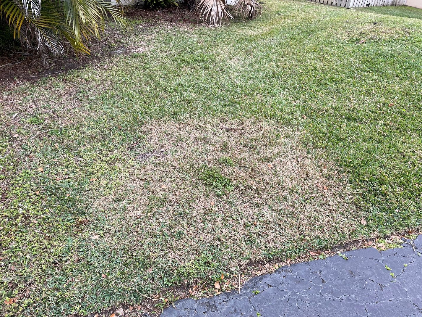 Large patch (previously known as brown patch).