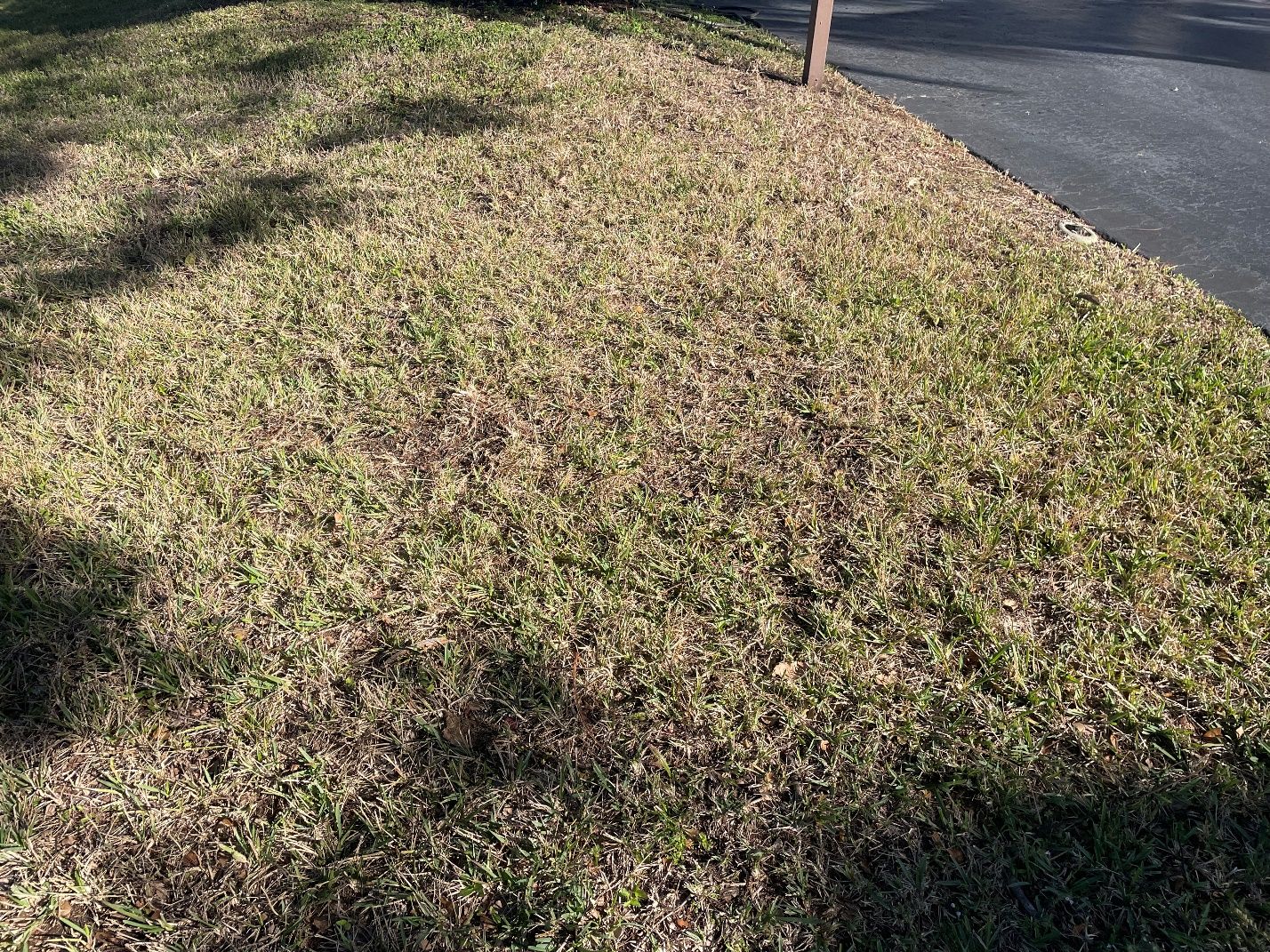 Example of turf with drought stress.