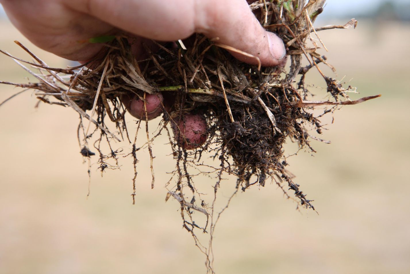 Turfgrass roots rotted due to take-all root rot.