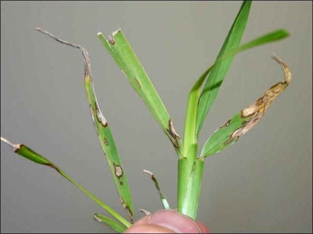 Gray leaf spot caused by Pyricularia grisea on a shoot of St. Augustinegrass. Lesion centers are straw-colored and surrounded by a dark necrotic border. Lesions may appear on the leaf blades, leaf sheaths, and stolons.