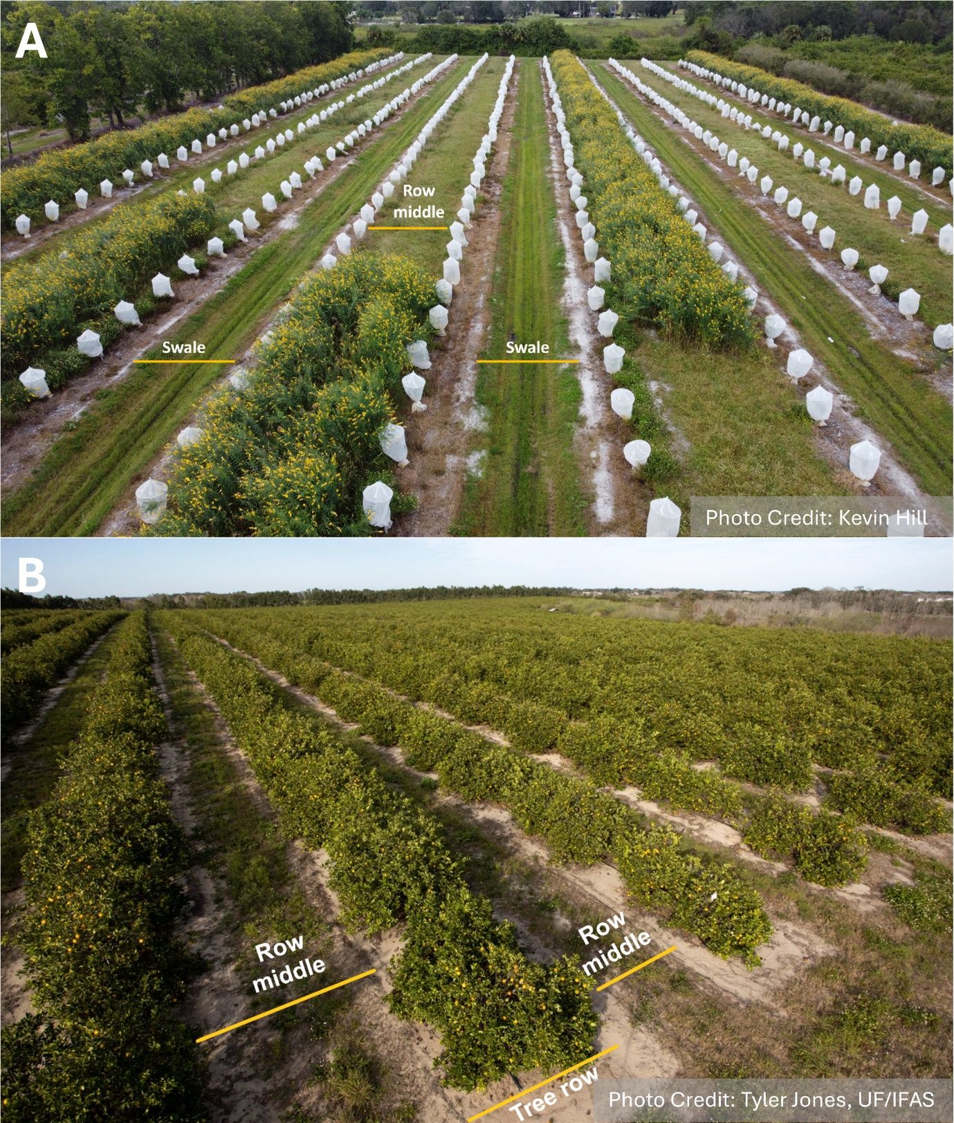 A rows of plants in rows

AI-generated content may be incorrect.