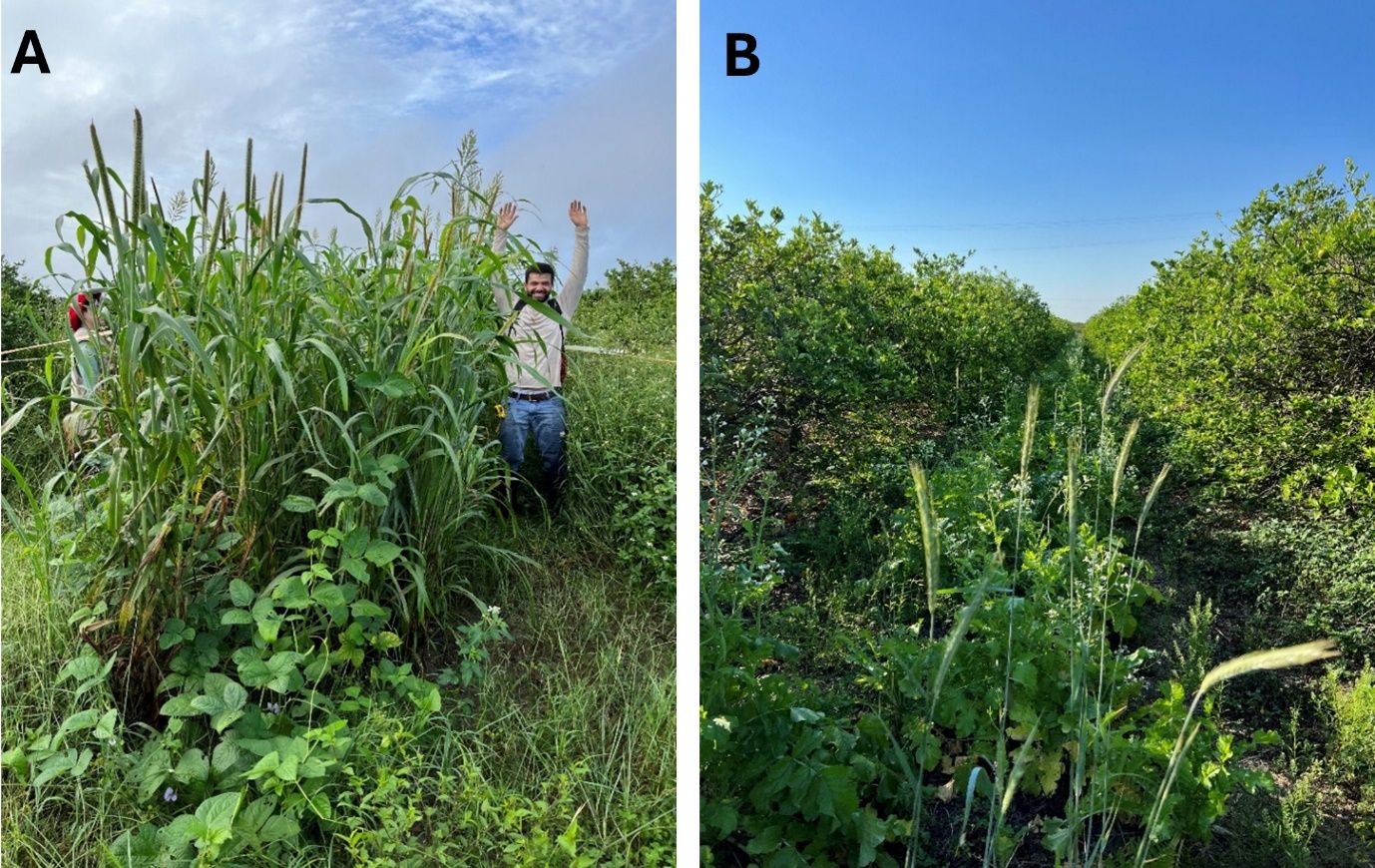 A person standing in a field of tall grass

AI-generated content may be incorrect.