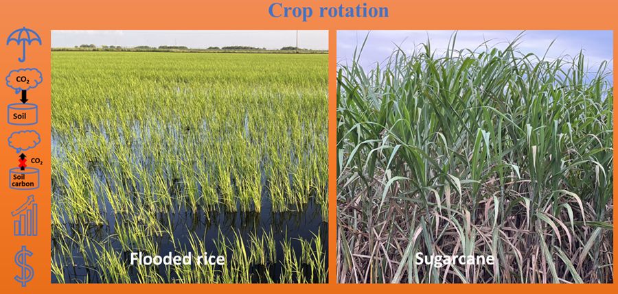 One field growing flooded rice and one growing sugarcane. Icons are present for the following soil conservation benefits of crop rotation: soil cover, carbon sequestration, oxidation reduction, improved health and growth, and save and make money.