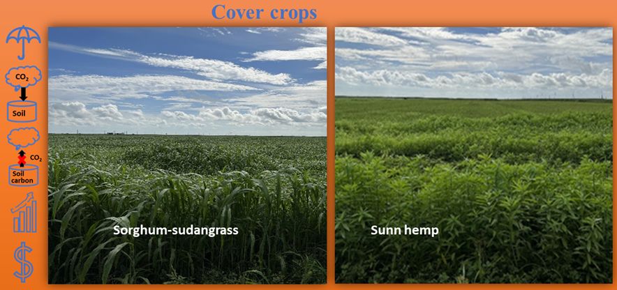 One field growing sorghum-sudangrass and one growing sunn hemp. Icons are present for the following soil conservation benefits of cover crops: soil cover, carbon sequestration, oxidation reduction, improved health and growth, and save and make money.