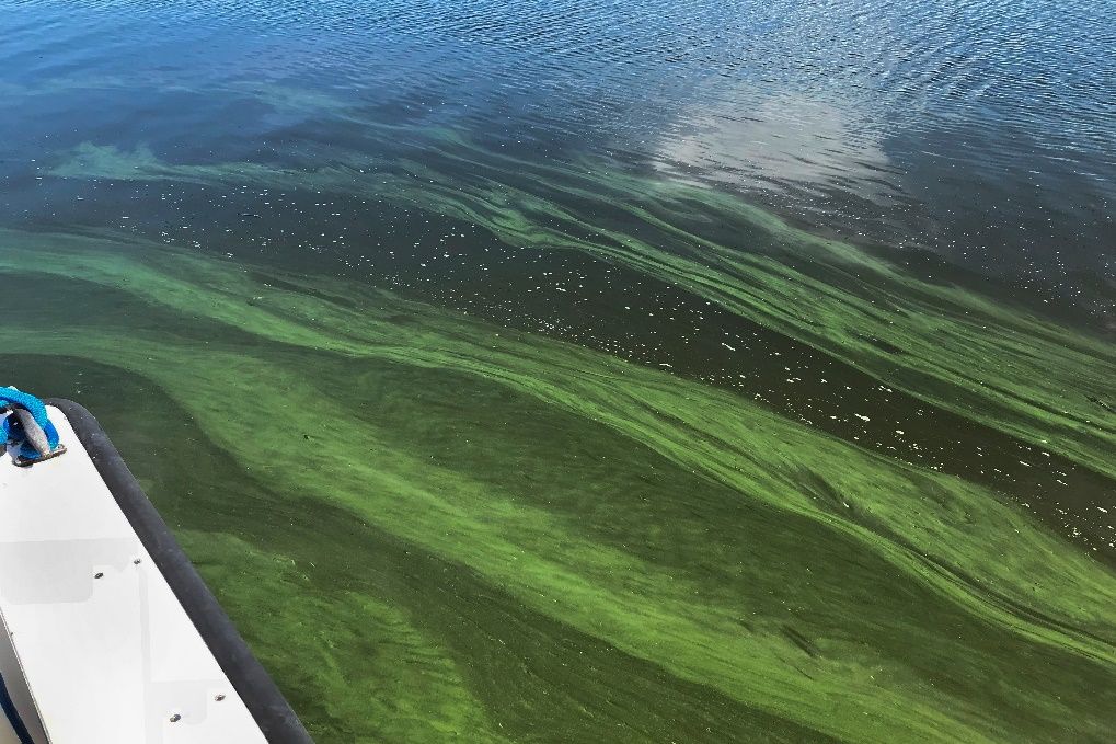 Streaks of dark-green algae in water. Excess nitrogen in water bodies can lead to harmful algal blooms like this.