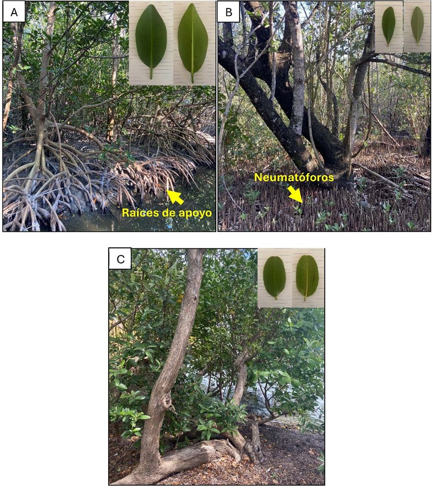 Tres árboles de manglar: (A) el primero con hojas ovaladas anchas, raíces aéreas que crecen desde las ramas inferiores y tocan el agua; (B) el segundo con hojas ovaladas estrechas, tiene neumatóforos que crecen hacia arriba desde el sistema de raíces subterráneas alrededor de la base del árbol; y el tercero (C) tiene hojas ovaladas anchas a redondas no tiene raíces visibles.