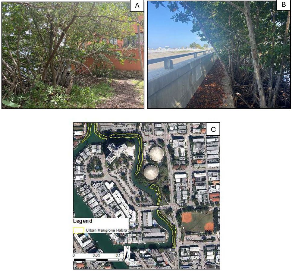 (A) Varios manglares que crecen cerca de un edificio; (B) manglares que crecen cerca de un muro de hormigón bajo; y (C) una vista aérea de un mapa de la ciudad en la cual se resaltan con contorno amarillo los manglares en los bordes de los cursos de agua.