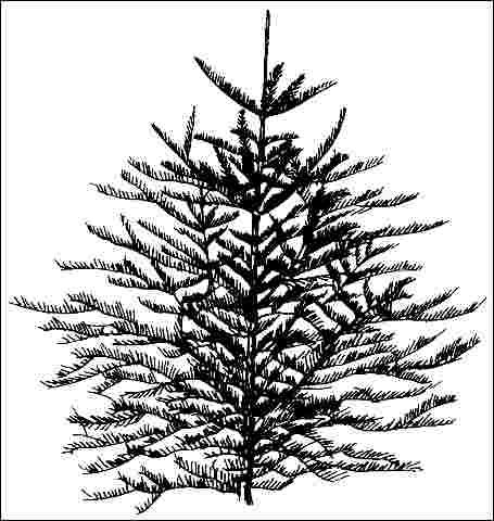 Young Abies concolor ‘Violacea’: Colorado white fir