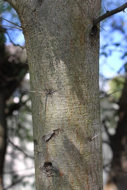 Bark - Vachellia farnesiana var. farnesiana: sweet acacia