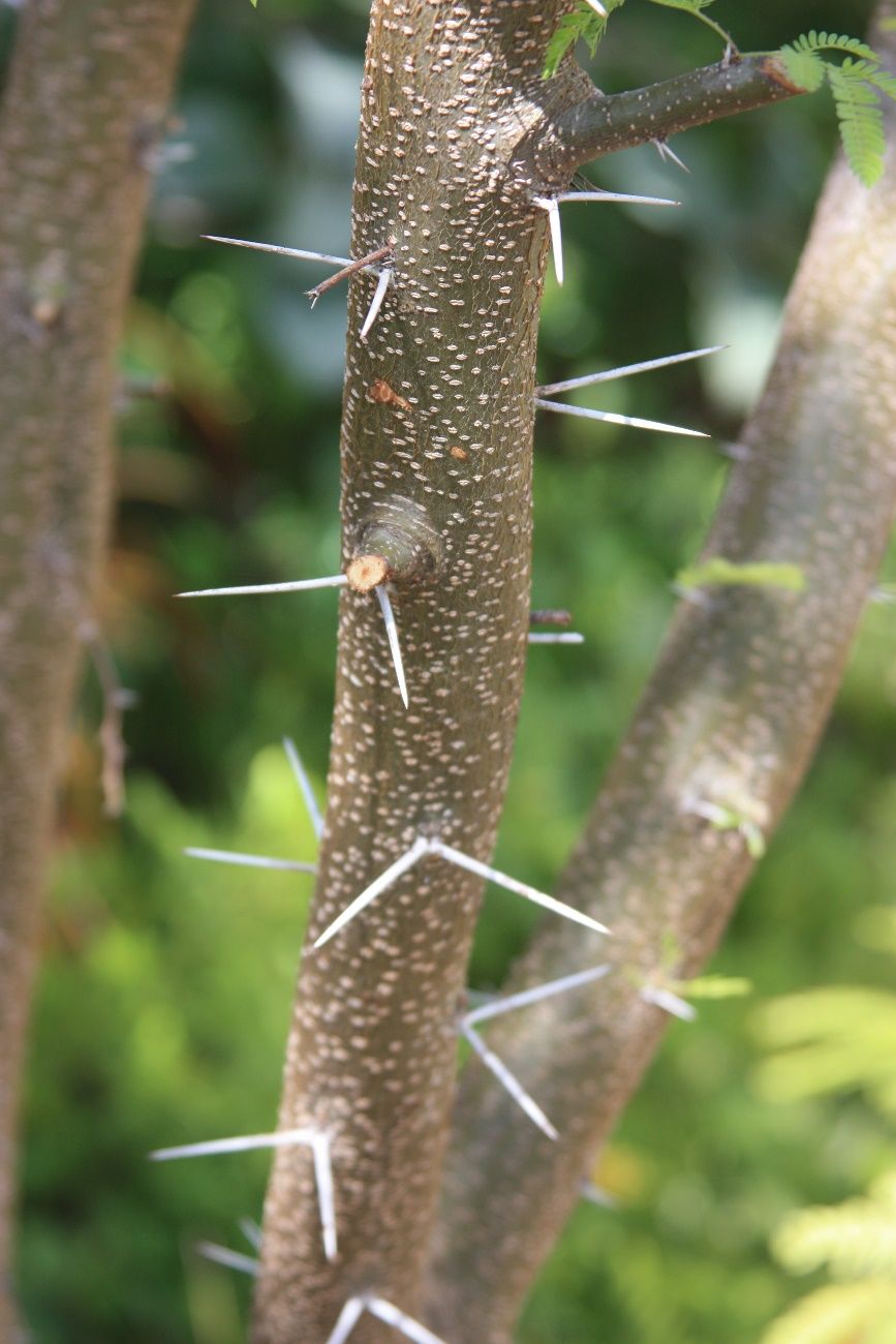 Spine - Vachellia farnesiana var. farnesiana: sweet acacia