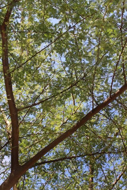 Canopy - Vachellia farnesiana var. farnesiana: sweet acacia