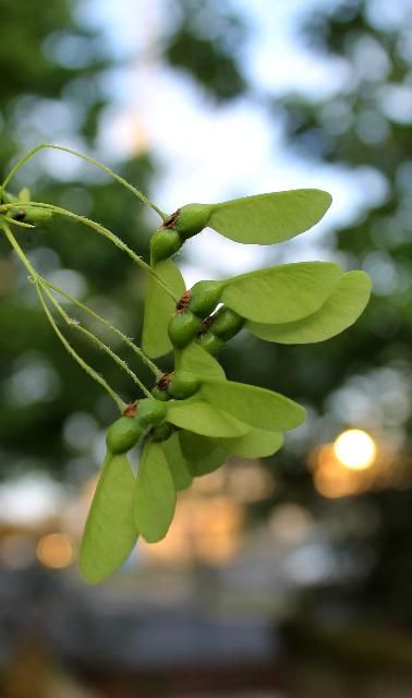 Figure 4. Fruit, Young - Acer floridanum: Florida maple