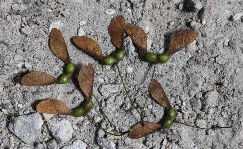 Figure 5. Fruit, Mature - Acer floridanum: Florida maple