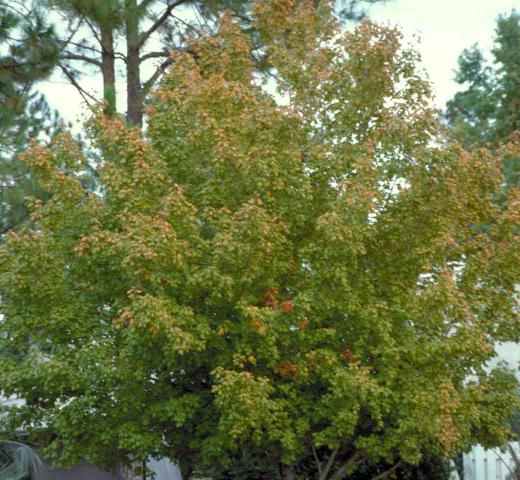 Figure 1. Young Acer barbatum (saccharum) var. caddo: Caddo Florida Maple