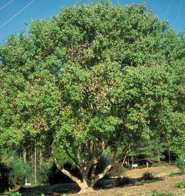 Figure 1. Mature Acer buergeranum: Trident Maple