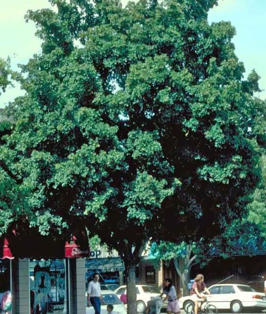 Figure 1. Mature Acer campestre: Hedge Maple