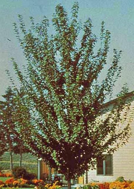 Mature Acer campestre 'Evelyn': 'Evelyn' hedge maple.