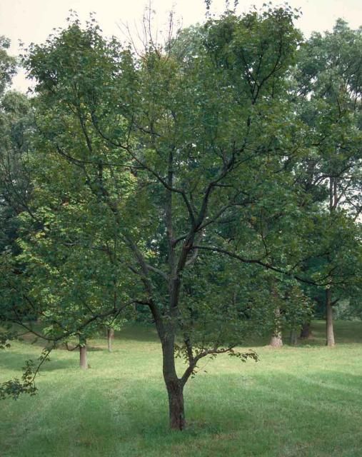 Figure 1. Middle-aged Acer campestre 'Postelense': 'Postelense' Hedge Maple