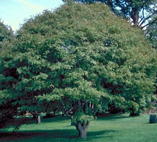 Figure 1. Middle-aged Acer cissifolium: Ivy-Leaf Maple