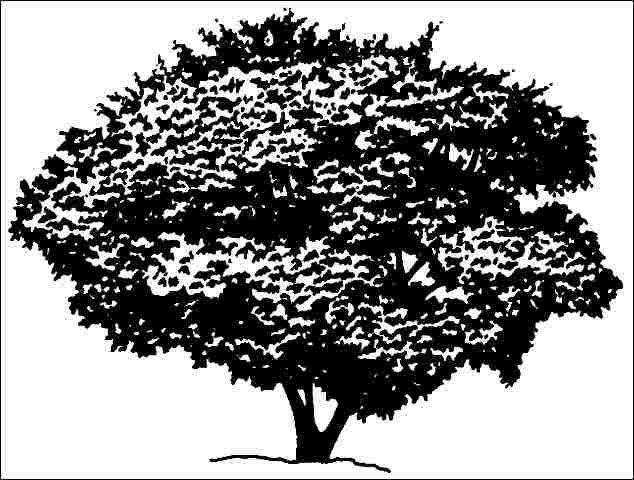Figure 1. Mature Acer ginnala 'Red Fruit': 'Red Fruit' Amur Maple