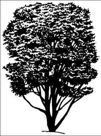 Figure 1. Middle-aged Acer griseum: Paperbark Maple