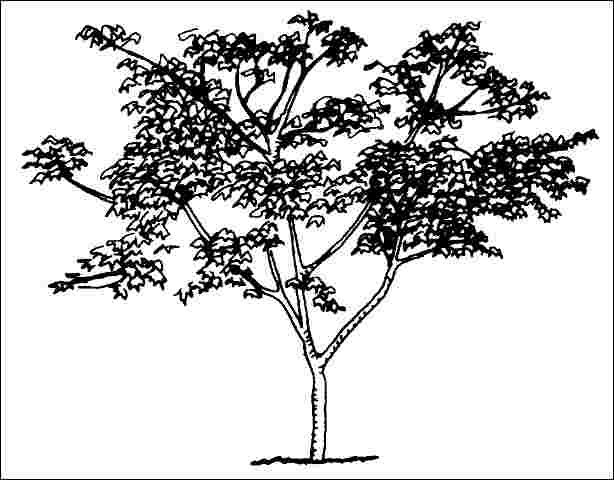 Young Acer japonicum 'Acontifolium': 'Acontifolium' fullmoon maple.