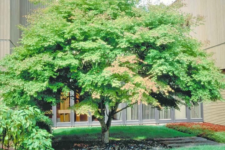 Figure 1. Middle-aged Acer palmatum: Japanese Maple