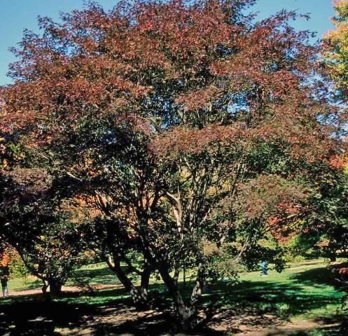 Figure 1. Young Acer palmatum 'Burgundy Lace': 'Burgundy Lace' Japanese Maple