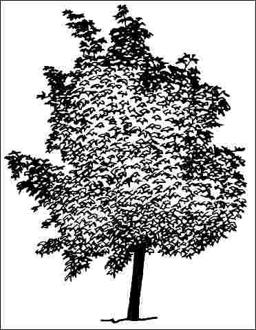Figure 1. Middle-aged Acer platanoides 'Schwedleri': 'Schwedleri' Norway Maple