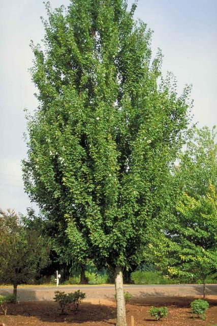 Figure 1. Middle-aged Acer rubrum 'Armstrong': 'Armstrong' Red Maple