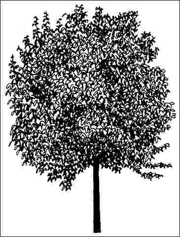 Figure 1. Middle-aged Acer rubrum 'Autumn Flame': 'Autumn Flame' Red Maple