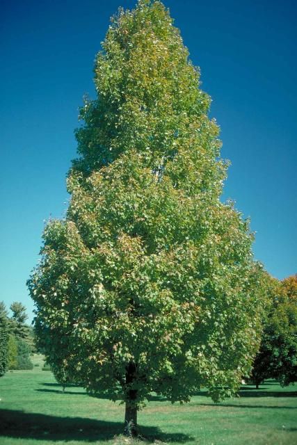 Figure 1. Middle-aged Acer rubrum 'Bowhall': 'Bowhall' Red Maple