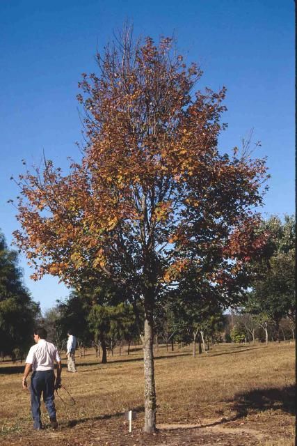 Figure 1. Middle-aged Acer rubrum 'Gerling': 'Gerling' Red Maple