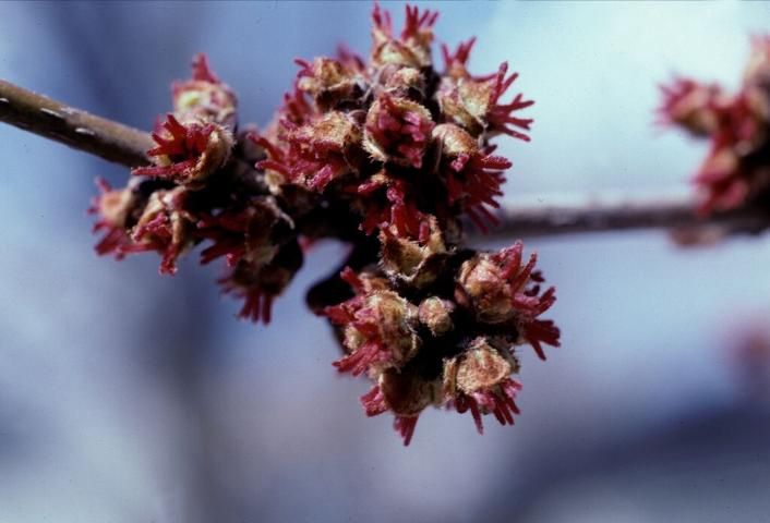 Figure 4. Flower - Acer saccharinum: silver maple
