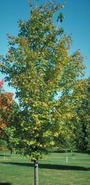 Figure 1. Middle-aged Acer saccharum 'Endowment': 'Endowment' Sugar Maple